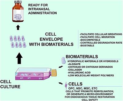 Particles Containing Cells as a Strategy to Promote Remyelination in Patients With Multiple Sclerosis